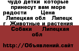 чудо детки, которые принесут вам море радости!!!! › Цена ­ 8 000 - Липецкая обл., Липецк г. Животные и растения » Собаки   . Липецкая обл.